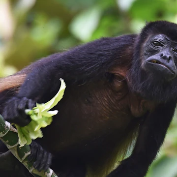 A howler monkey (Alouatta seniculus) is seen in Barro Colorodo island, in the artificial Gatun Lake of the Panama Canal on November 23, 2015. The island was declared a nature reserve on April 17, 1923 by the U.S. government. It was initially administered by the Panama Canal Company, and since 1946 it has been administered by the Smithsonian Tropical Research Institute, forming the Barro Colorado Nature Monument together with five adjacent peninsulas. AFP PHOTO / Rodrigo ARANGUA / AFP / RODRIGO ARANGUA (Photo credit should read RODRIGO ARANGUA/AFP/Getty Images)