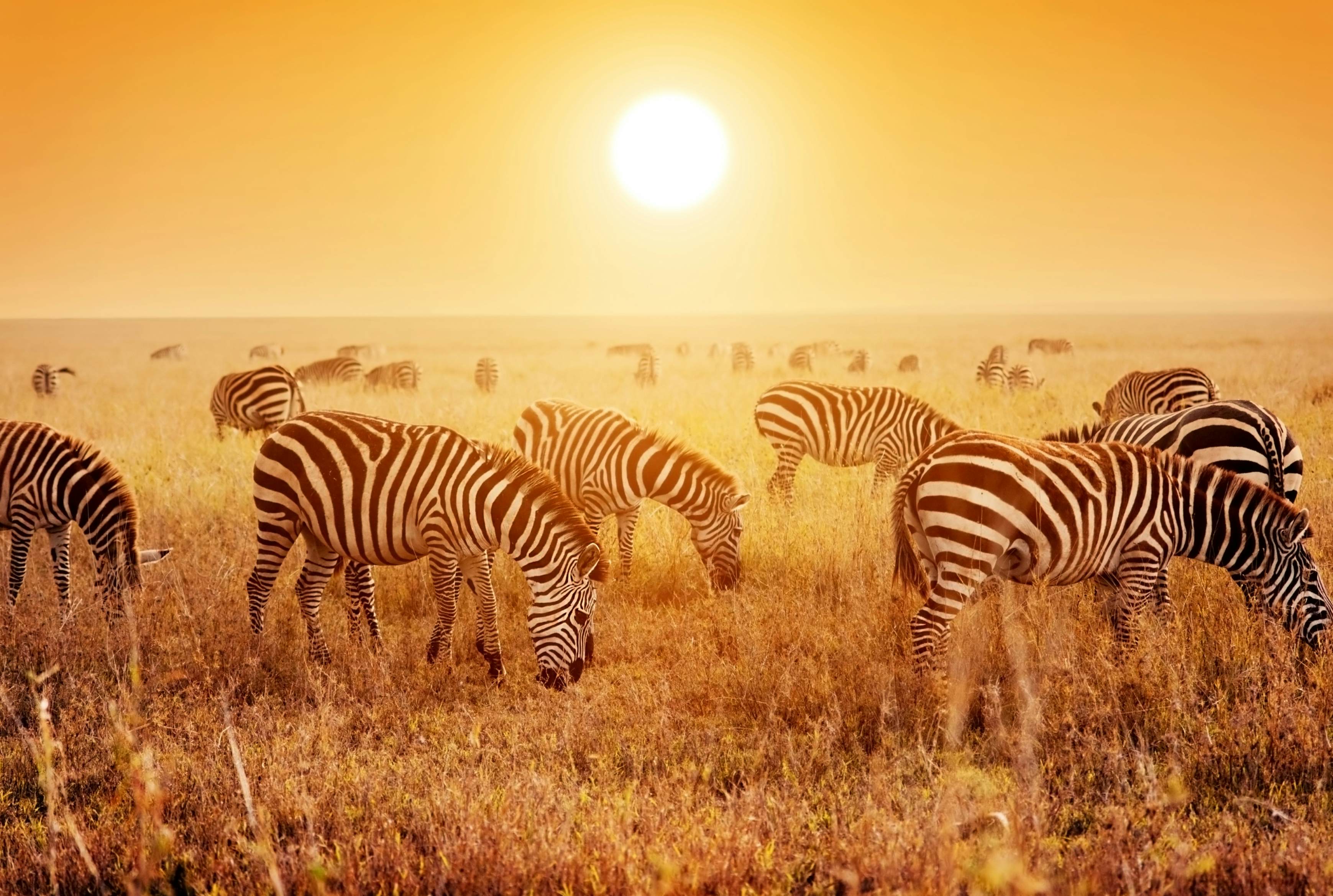 Serengeti National Park | Northern Tanzania, Tanzania | Attractions -  Lonely Planet