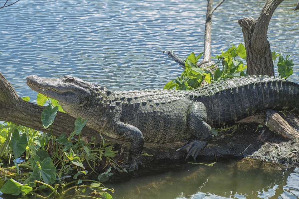 Alligator, Orlando, Florida, USA