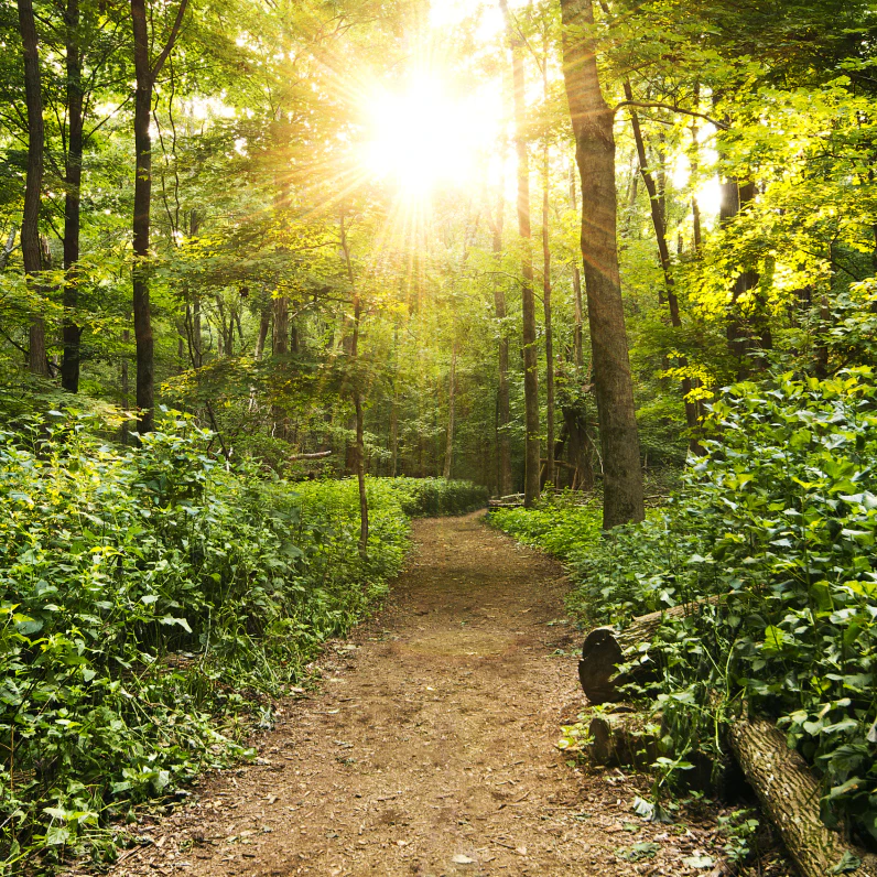 Hiking path at Radnor and sun flare coming through