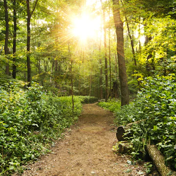 Hiking path at Radnor and sun flare coming through