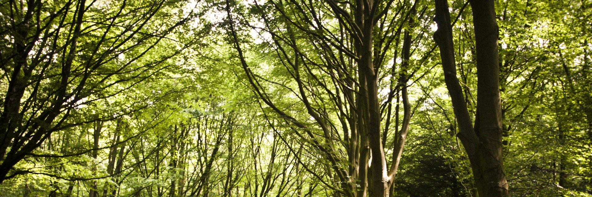 Woods