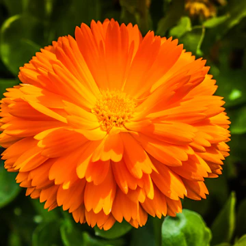 Royal Botanic Garden