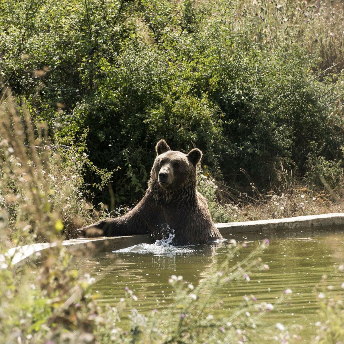 A brown bear cools off in a pool at the bear sanctuary near the Badovc lake on August 19, 2015 in Badovc, during a heat wave in Kosovo. AFP PHOTO/ARMEND NIMANI        (Photo credit should read ARMEND NIMANI/AFP/Getty Images)
