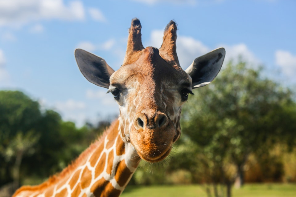 Portrait of a giraffe close-up, photographed in Florida; Shutterstock ID 624202532; Your name (First / Last): Trisha Ping; GL account no.: 65050; Netsuite department name: Online Editorial; Full Product or Project name including edition: Trisha Ping/65050/Online Editorial/Florida