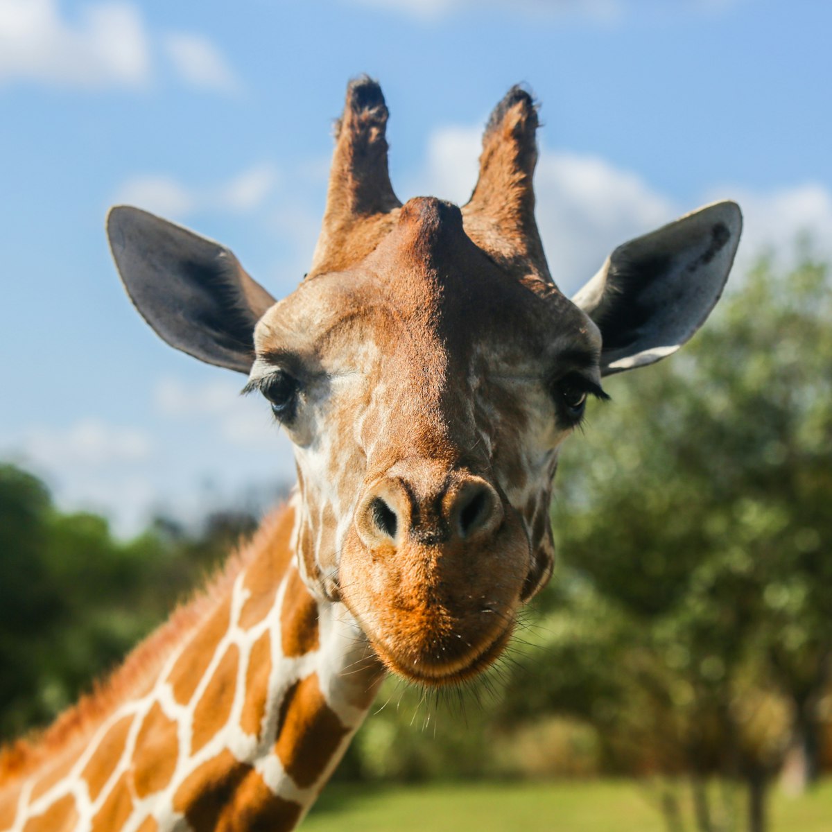 Portrait of a giraffe close-up, photographed in Florida; Shutterstock ID 624202532; Your name (First / Last): Trisha Ping; GL account no.: 65050; Netsuite department name: Online Editorial; Full Product or Project name including edition: Trisha Ping/65050/Online Editorial/Florida