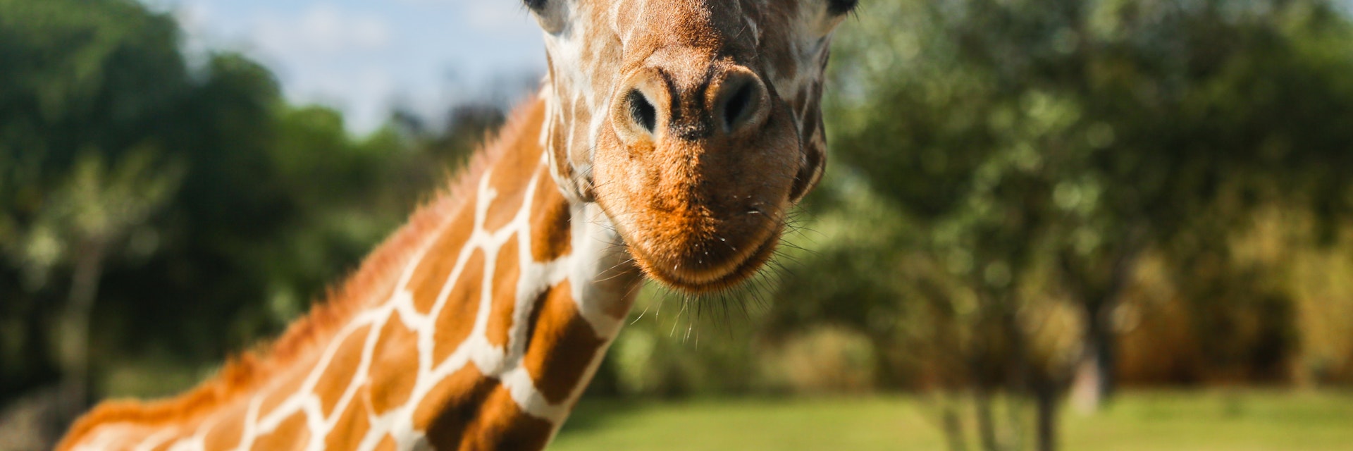 Portrait of a giraffe close-up, photographed in Florida; Shutterstock ID 624202532; Your name (First / Last): Trisha Ping; GL account no.: 65050; Netsuite department name: Online Editorial; Full Product or Project name including edition: Trisha Ping/65050/Online Editorial/Florida