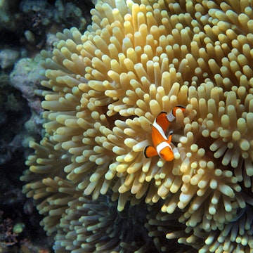 Clown Fish playing in his comfortable anemone, underwater view of Komodo National Park Indonesia