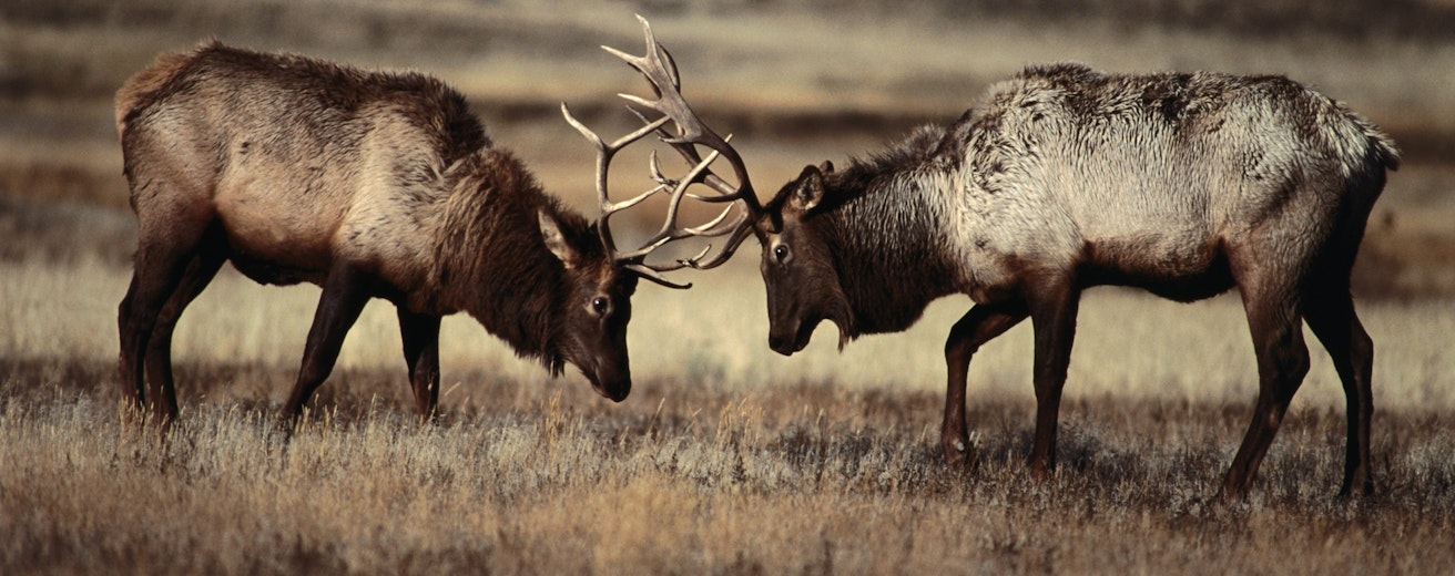 Sparring bull elk (Cervus elaphus).