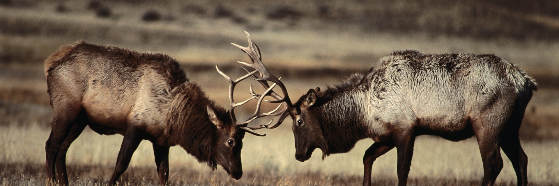 Sparring bull elk (Cervus elaphus).