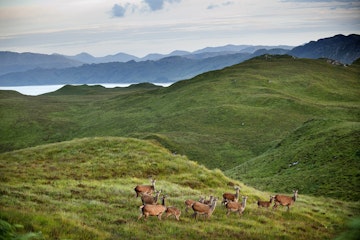 Wild red deer in hinterland on Knoydart peninsula.