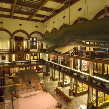 Interior of Bishop Museum, main gallery with sperm whale hanging from ceiling.