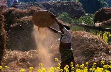 Tharu people at work in the fields.
