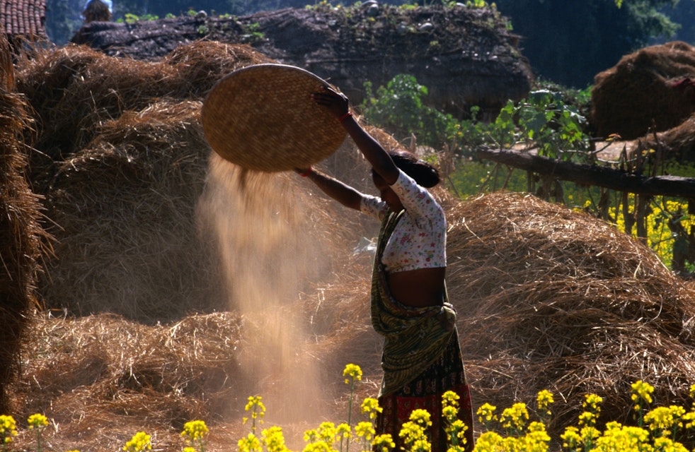 Tharu people at work in the fields.