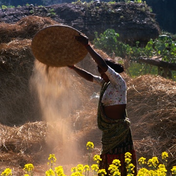 Tharu people at work in the fields.