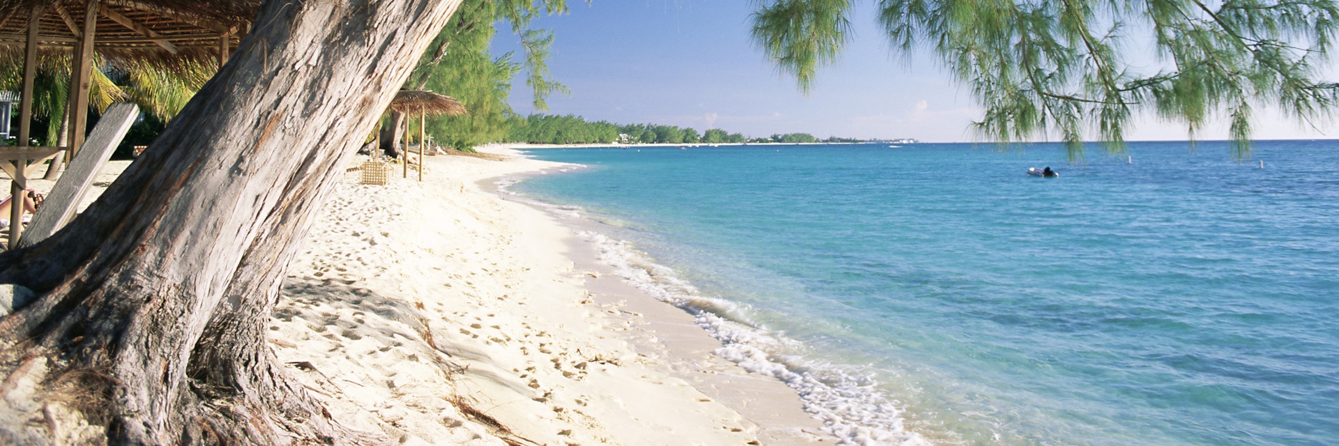 Leaning tree above calm turquoise sea, Seven Mile Beach, Grand Cayman, Cayman Islands, West Indies, Caribbean, Central America