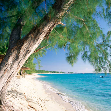 Leaning tree above calm turquoise sea, Seven Mile Beach, Grand Cayman, Cayman Islands, West Indies, Caribbean, Central America