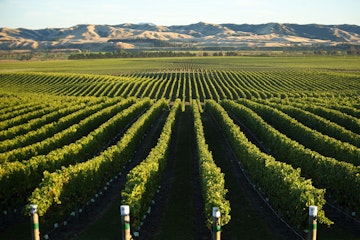 View accross vineyard  towards Wither Hills.