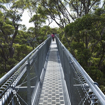 The Tree Top Walk in the Valley of the Giants. The 600 metre long suspended walkway allows visitors to walk in the canopy of giant tingle trees. WalpoleNornalup National Park, Western Australia, Australia.