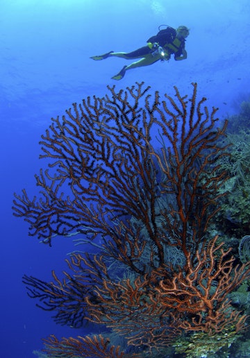 Diver and large Gorgonia, Roatan, Caribbean Sea, Honduras
