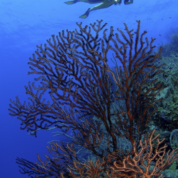 Diver and large Gorgonia, Roatan, Caribbean Sea, Honduras