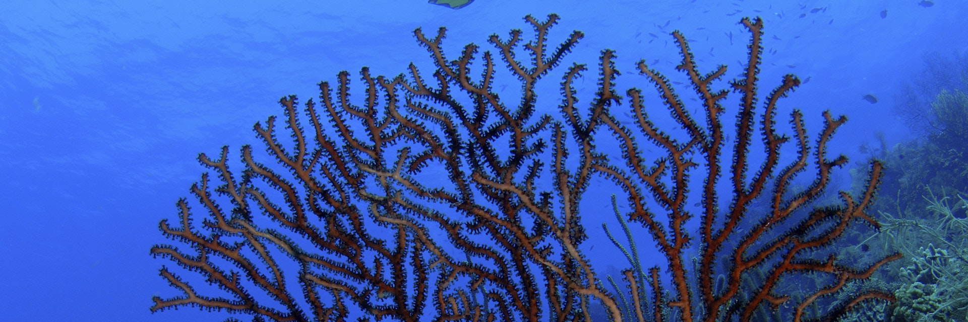 Diver and large Gorgonia, Roatan, Caribbean Sea, Honduras