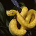 Eyelash Viper, Bothriechis schlegelii, in tree, Costa Rica