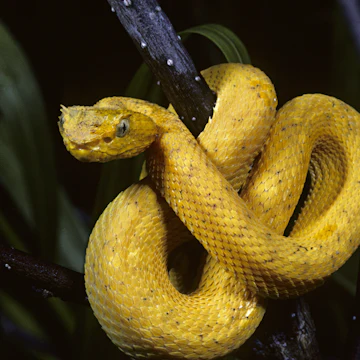 Eyelash Viper, Bothriechis schlegelii, in tree, Costa Rica