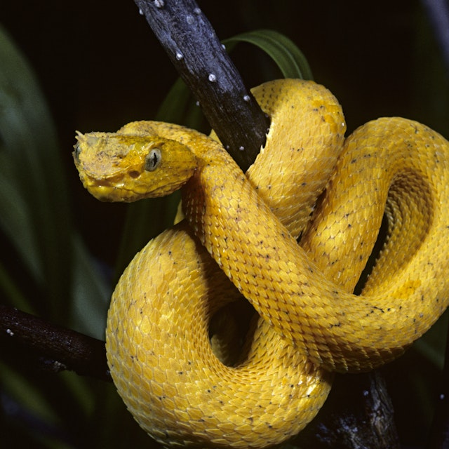 Eyelash Viper, Bothriechis schlegelii, in tree, Costa Rica