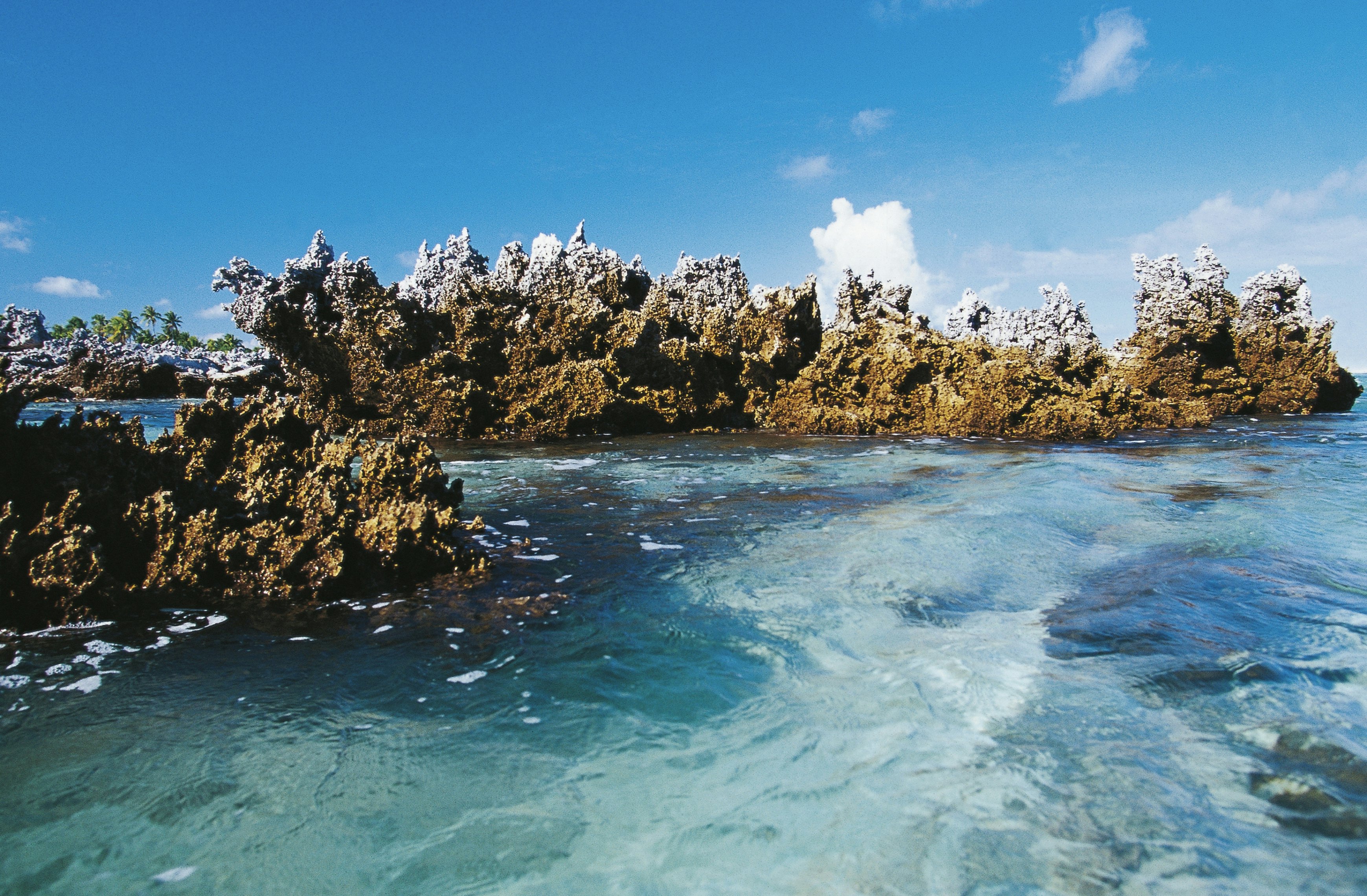 Fossilised coral formations, Rangiroa atoll, Tuamotu Archipelago, French Polynesia (overseas territory of the French Republic).