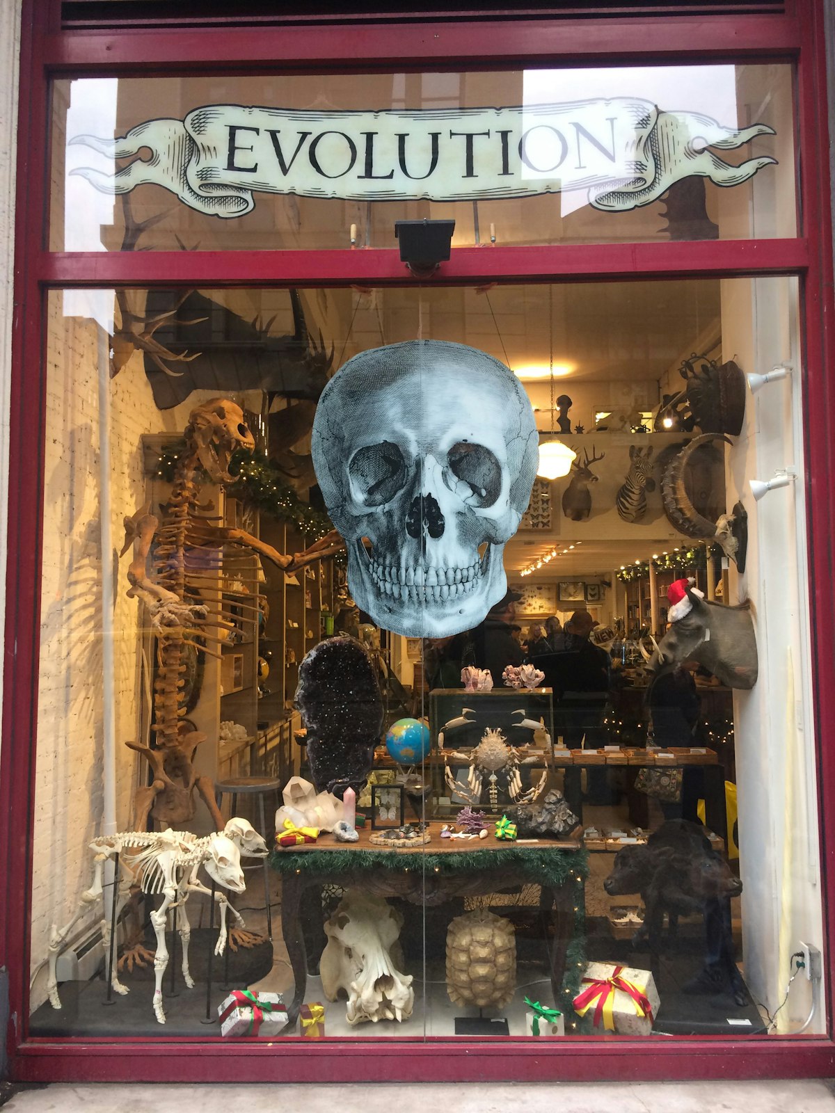 A view of one of the display windows outside Evolution Nature Store.