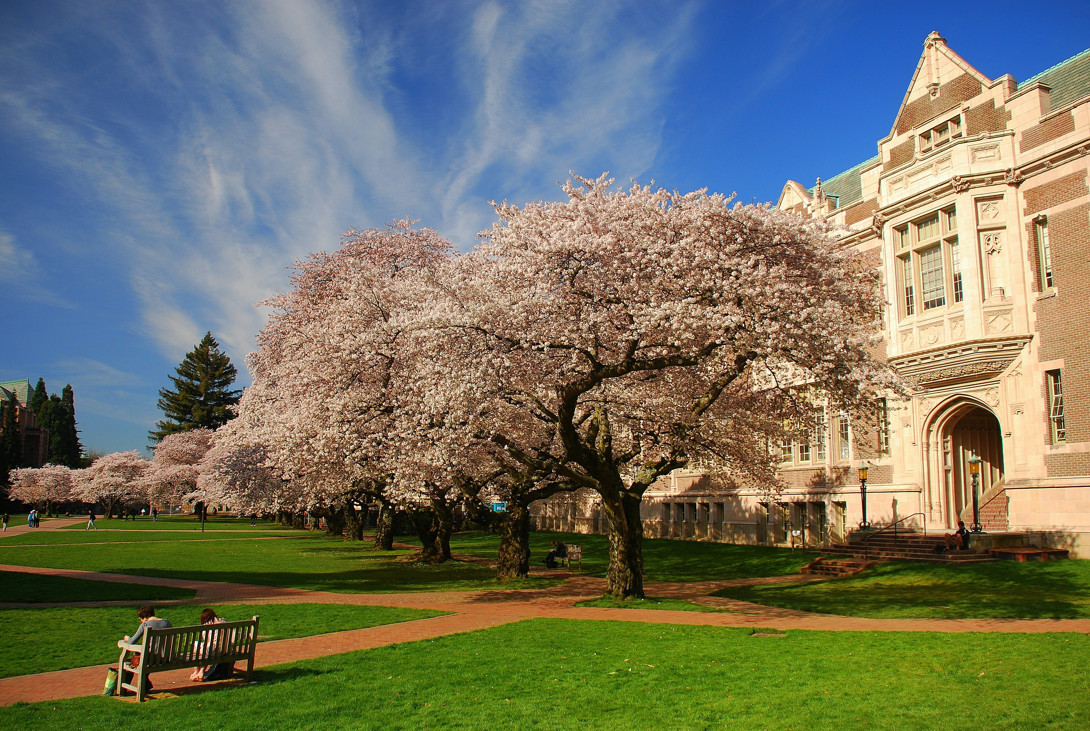 Cherry blossoms in bloom, University of Washington campus, Seattle, WA.; Shutterstock ID 104680496; Your name (First / Last): Alexander Howard; GL account no.: 65050; Netsuite department name: Online Editorial; Full Product or Project name including edition: Western USA neighborhood POI highlights
