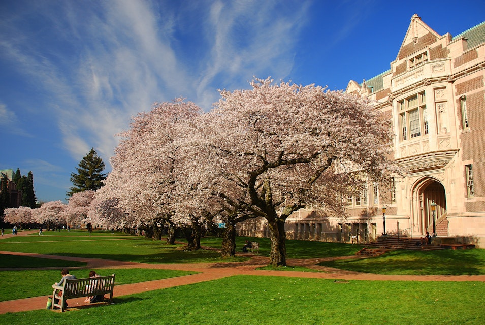 Cherry blossoms in bloom, University of Washington campus, Seattle, WA.; Shutterstock ID 104680496; Your name (First / Last): Alexander Howard; GL account no.: 65050; Netsuite department name: Online Editorial; Full Product or Project name including edition: Western USA neighborhood POI highlights