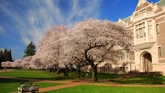 Cherry blossoms in bloom, University of Washington campus, Seattle, WA.; Shutterstock ID 104680496; Your name (First / Last): Alexander Howard; GL account no.: 65050; Netsuite department name: Online Editorial; Full Product or Project name including edition: Western USA neighborhood POI highlights