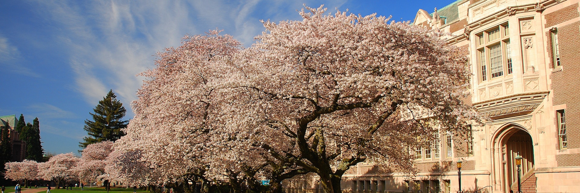 Cherry blossoms in bloom, University of Washington campus, Seattle, WA.; Shutterstock ID 104680496; Your name (First / Last): Alexander Howard; GL account no.: 65050; Netsuite department name: Online Editorial; Full Product or Project name including edition: Western USA neighborhood POI highlights
