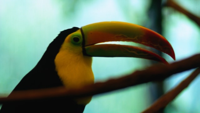 Colourful Toucan in the Audubon Zoo in New Orleans.