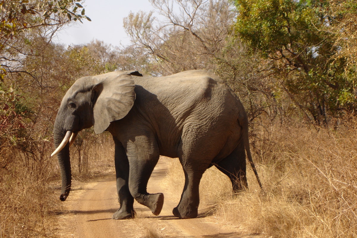 Elephant crossing path