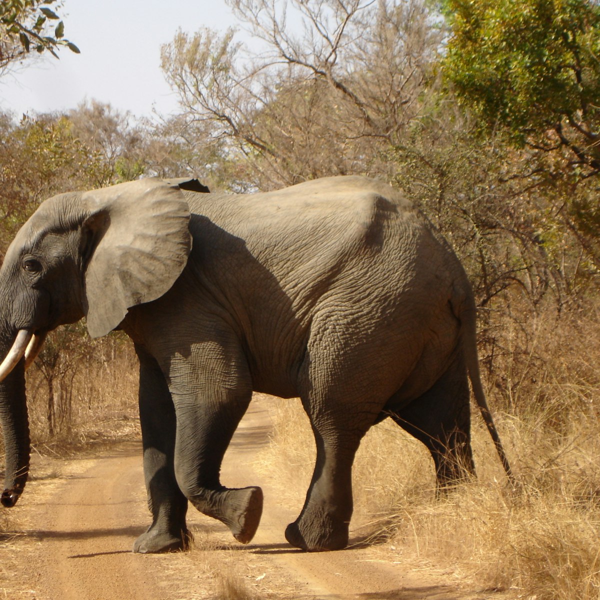 Elephant crossing path