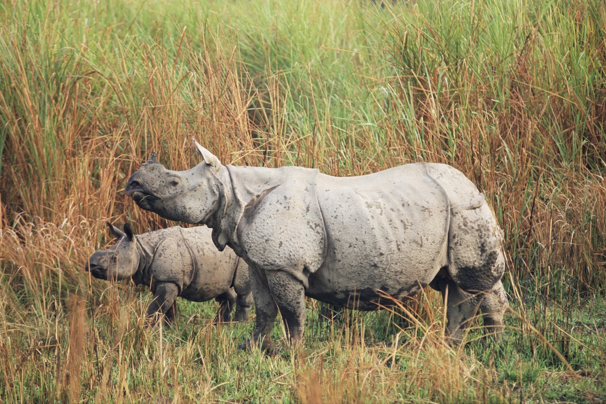 Indian one-horned rhinoceros (rhino), Rhinoceros unicornis, with calf, Kaziranga National Park, Assam, India, Asia