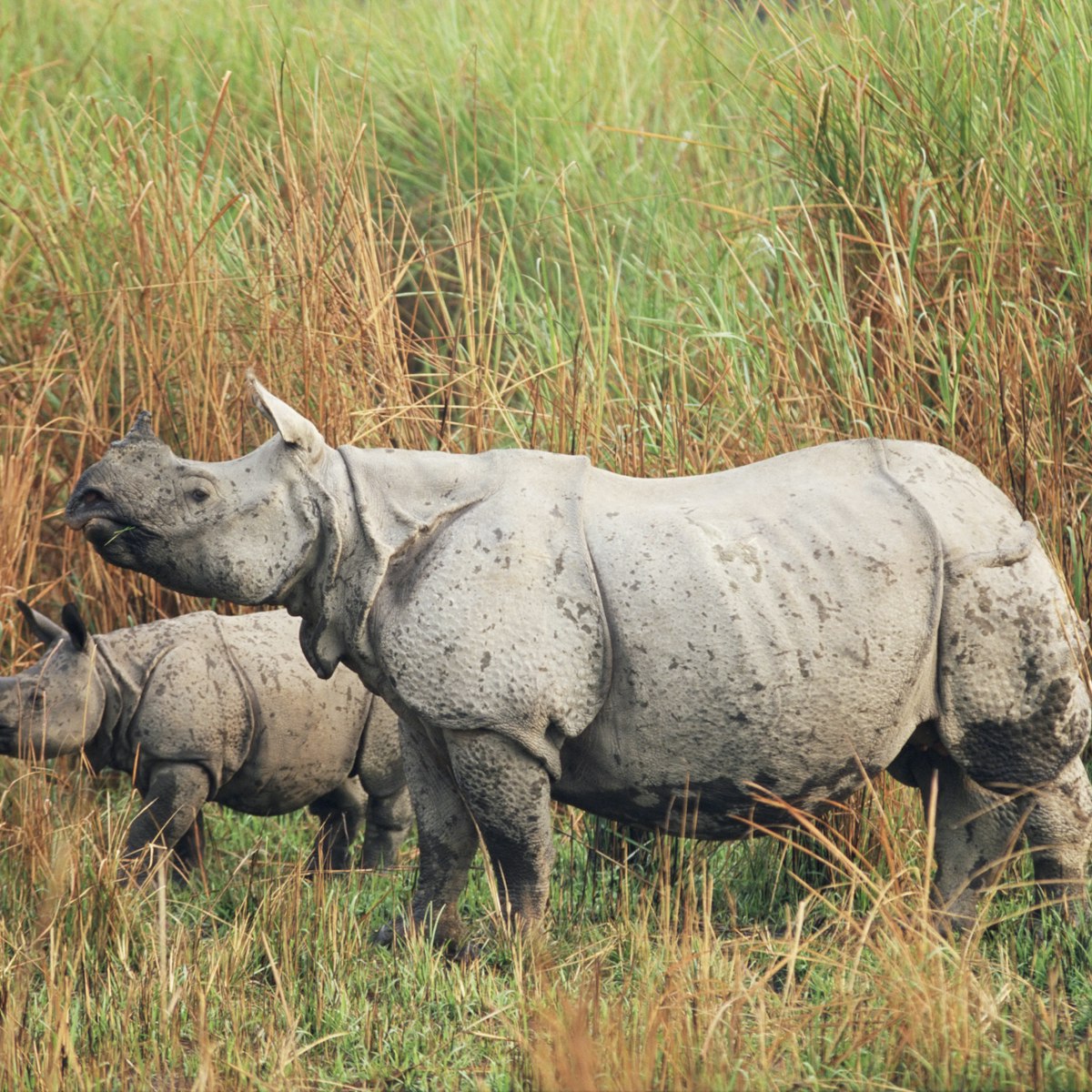 Indian one-horned rhinoceros (rhino), Rhinoceros unicornis, with calf, Kaziranga National Park, Assam, India, Asia