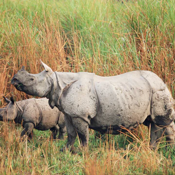 Indian one-horned rhinoceros (rhino), Rhinoceros unicornis, with calf, Kaziranga National Park, Assam, India, Asia