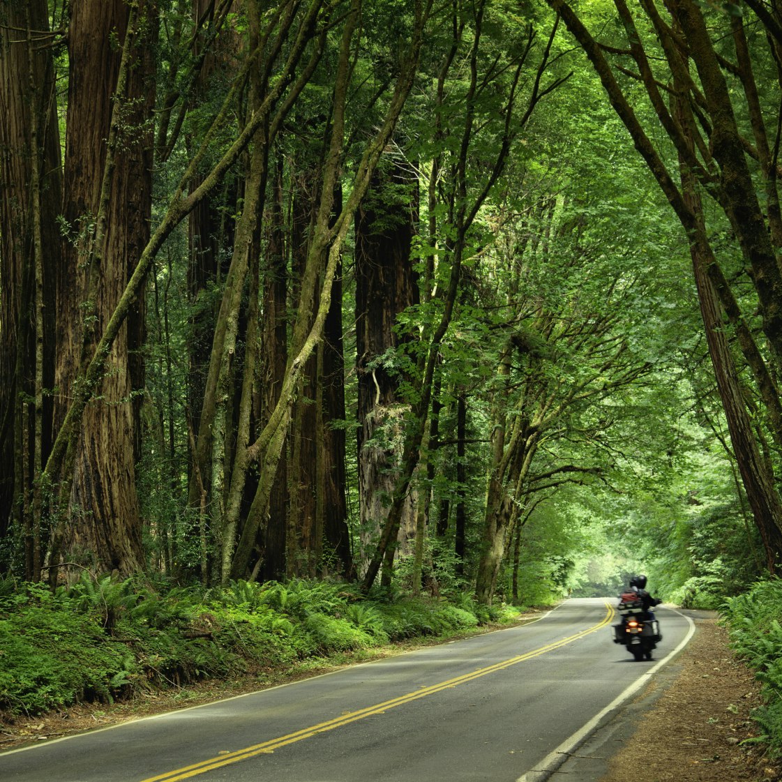 Motorcycle travelling through the redwood trees on the Avenue of the Giants in Humboldt Redwoods State Park.