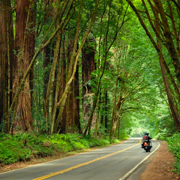 Motorcycle travelling through the redwood trees on the Avenue of the Giants in Humboldt Redwoods State Park.