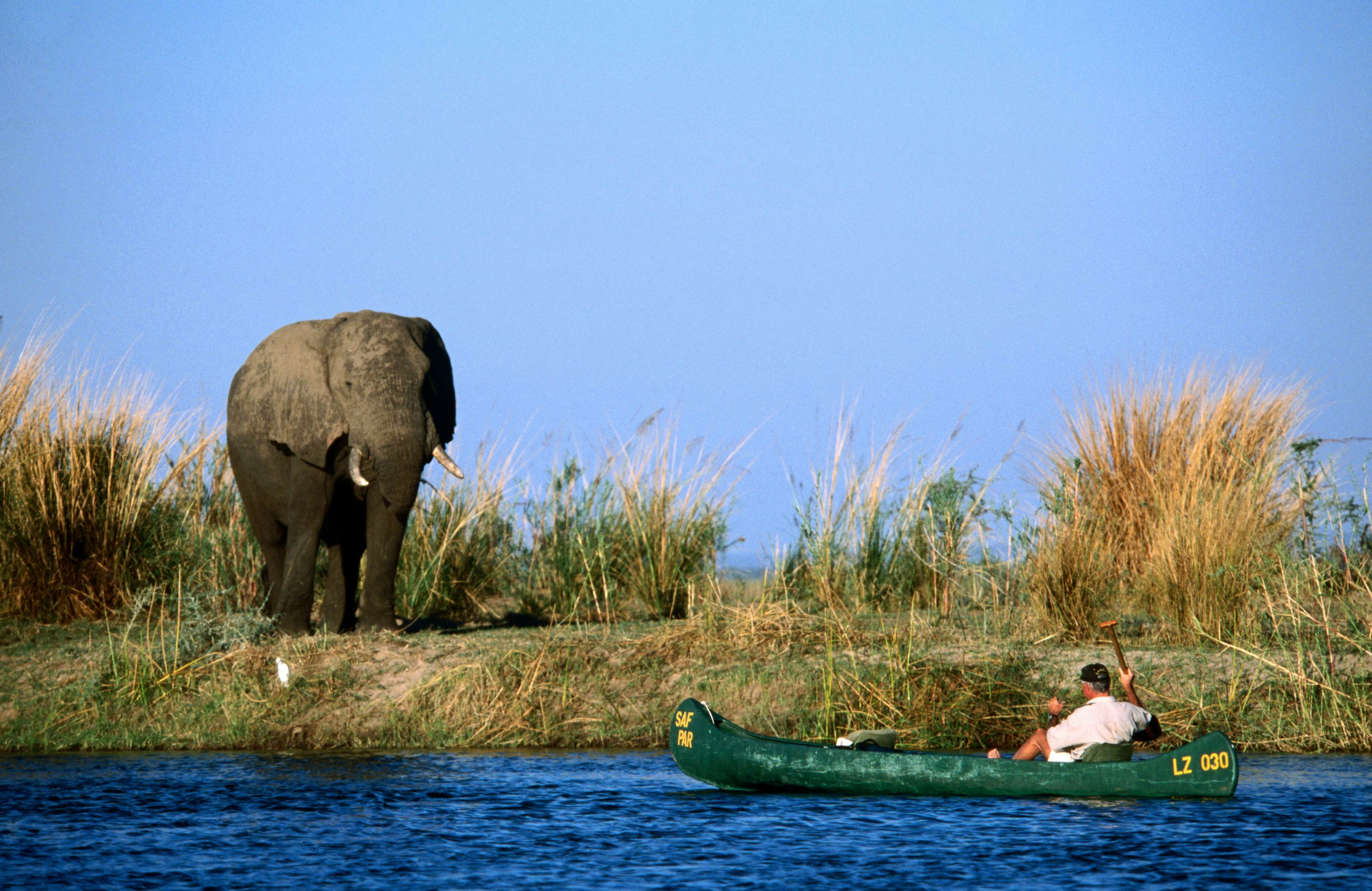 Man canoeing on Zambezi River near elephant.