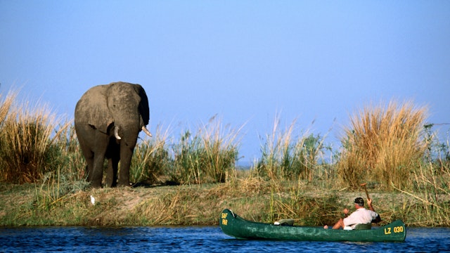 Man canoeing on Zambezi River near elephant.