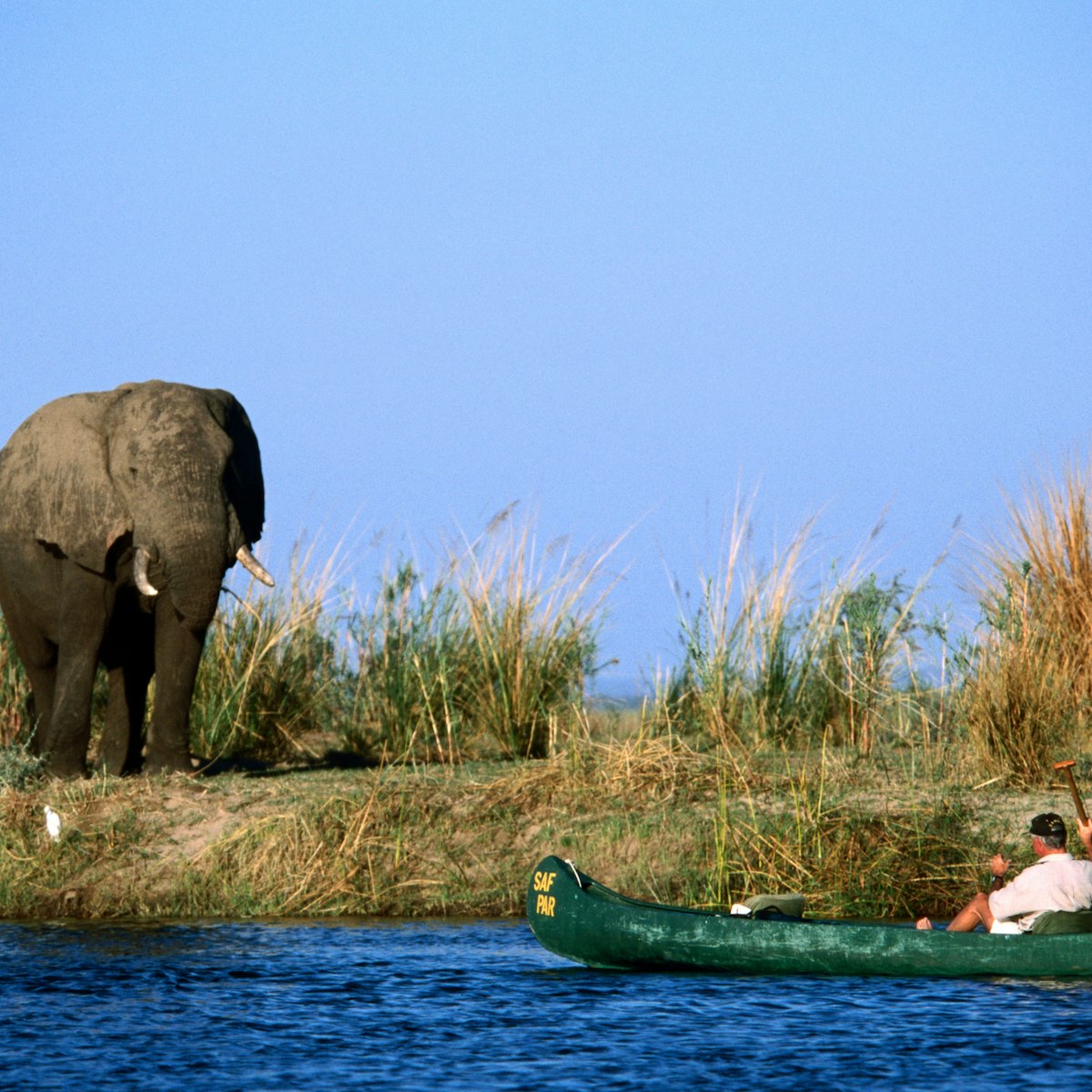 Man canoeing on Zambezi River near elephant.