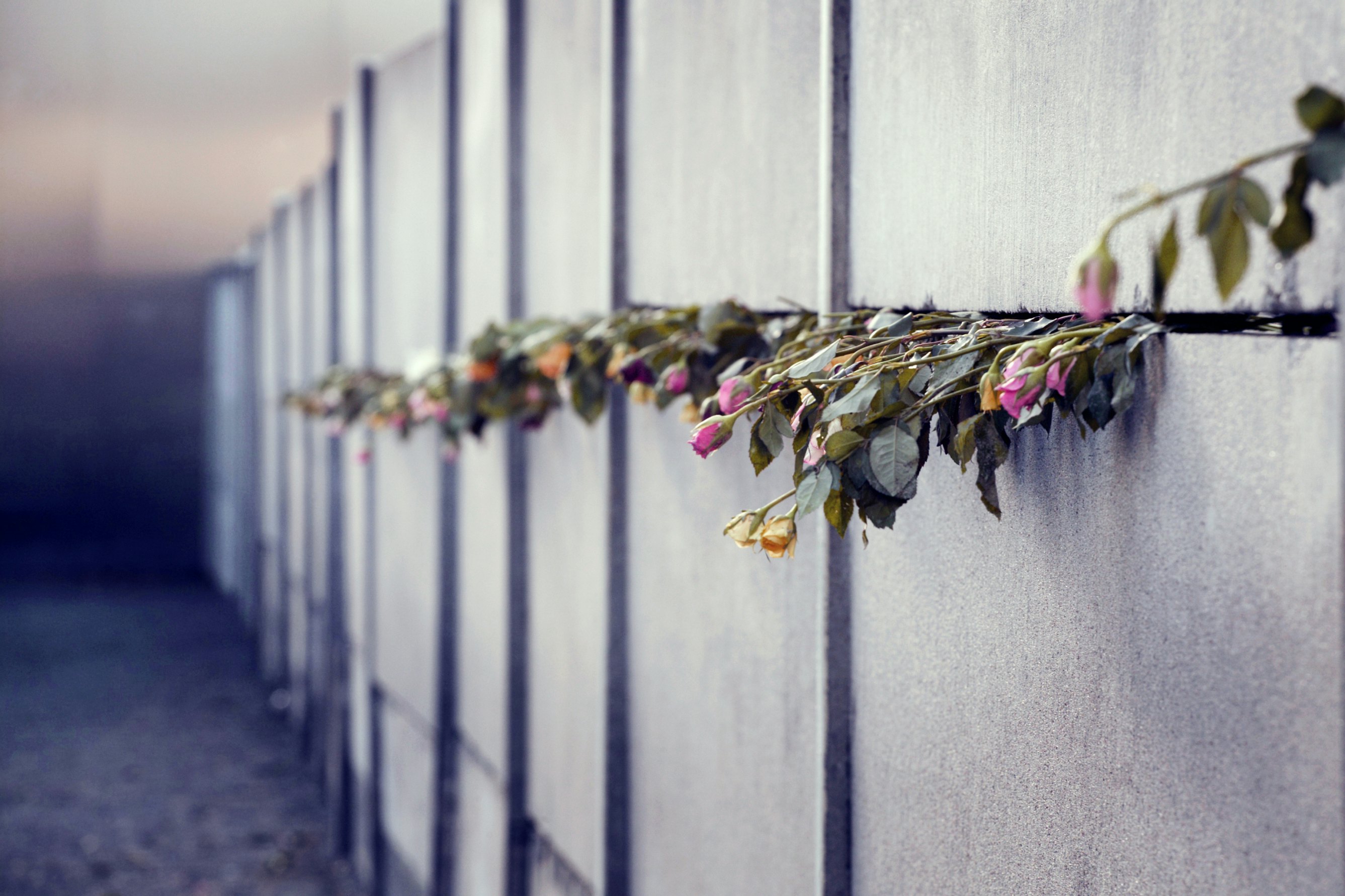 Roses protruding from the Berlin Wall