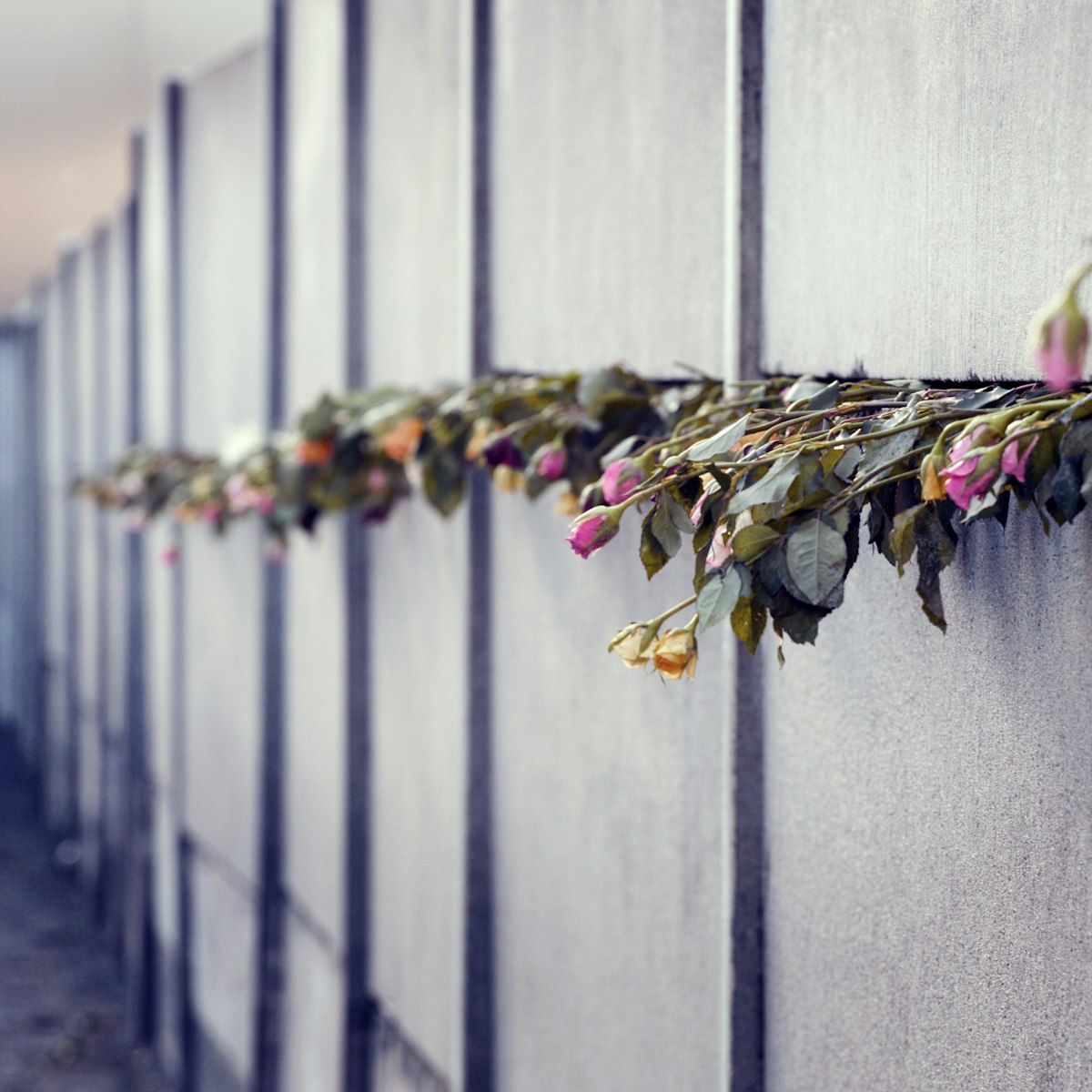 Roses protruding from the Berlin Wall