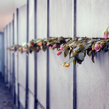 Roses protruding from the Berlin Wall