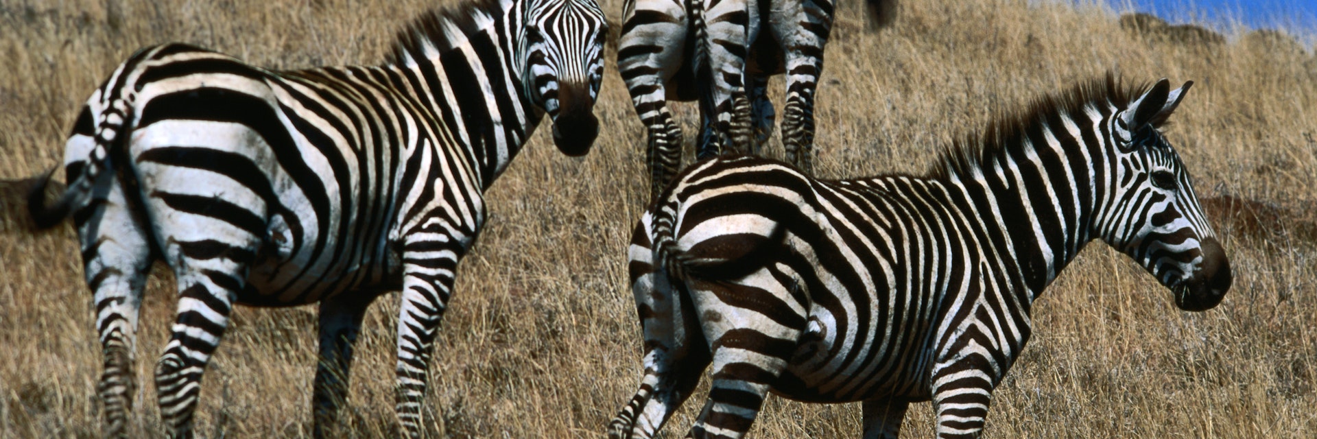 Plains zebra (Equus burchellii), Nechisar National Park.